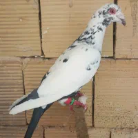 کبوترسوسکی سیاه