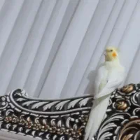 عروس هلندی گمشده|حیوانات|قم, ولیعصر|دیوار