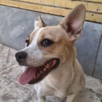 واگذاری جک راسل|سگ|اصفهان, بهارستان|دیوار