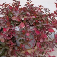 گلهای سرحال و شاداب