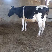 گاوها با گوساله فروشی