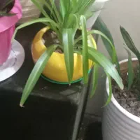 گل آپارتمانی