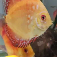 فروش پنج عدد ماهی دیسکس|ماهی|مبارکه, |دیوار