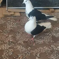 کبوتر