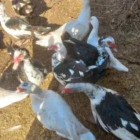 تخم اردک خارجی اسرایلی تازه و نطفه دار|حیوانات مزرعه|مزرعه کتول, |دیوار