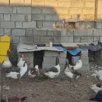 غاز نرو  ماده آماده