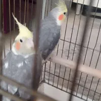 عروس هلندی