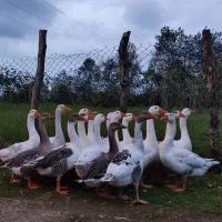 غاز|حیوانات مزرعه|لوندویل, |دیوار