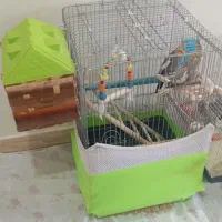 عروس هلندی مولد