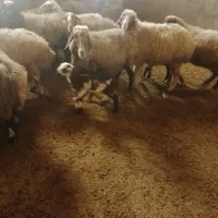 ۱۲راس میش وبره وآبستن|حیوانات مزرعه|سنقر, |دیوار