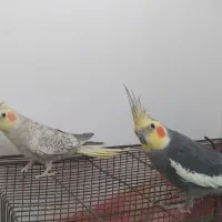 عروس‌هلندی‌نرو‌ماده