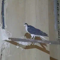 دگمیر|پرنده|اصفهان, خوراسگان|دیوار