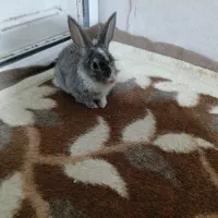 خرگوش|موش و خرگوش|ارومیه, |دیوار