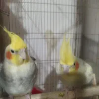 پانزده جفت عروس هلندی تخم گذار فروش فوری|پرنده|شاهین‌شهر, امام حسین|دیوار