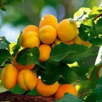 باغچه 2000 متری