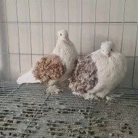 کبوتر تزئینی پشت فر جکسون با فر گوسفندی|پرنده|تهران, آرژانتین|دیوار