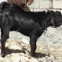 پازن وکهره نر