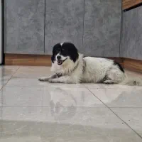 پانسیون خانگی سگ و گربه|خدمات پیشه و مهارت|کرج, کیانمهر|دیوار