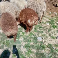 میش بره دار بابره های نر۳۵کیلویی