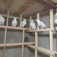 کبوتر محلات پرشی