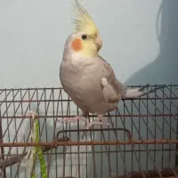 عروس هلندی نر