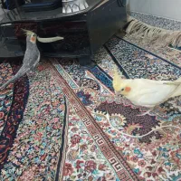 عروس لوتینو معاوضه با زرد کرمونی ماده|پرنده|تربت‌حیدریه, بالا ولایت|دیوار