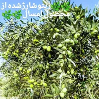 دی مارت کرج|عمدهفروشی|تهران, چیتگر جنوبی|دیوار