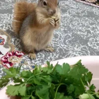خرگوش آروم ودستی