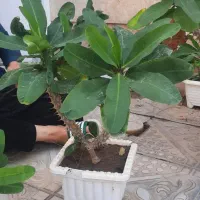 فروش ۴ عدد گل مرجان گل درشت|گل و گیاه طبیعی|بناب, |دیوار