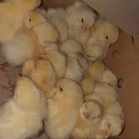 فروش جوجه گوشتی راس 308