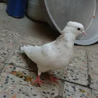 کبوتر طوق|پرنده|مریوان, |دیوار