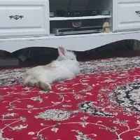 خرگوش لوپ هلندی