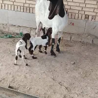 بز اصلی با دوبیگ