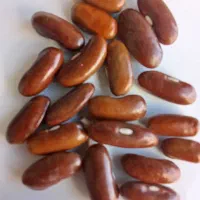 فروش بذر لوبیا سبز