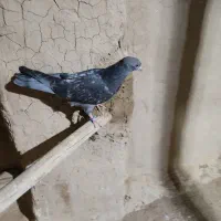 کبوتر|پرنده|هشتگرد, هشتگرد قدیم|دیوار