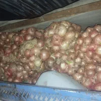 پیاز  مفت|خوردنی و آشامیدنی|نیشابور, دارایی|دیوار