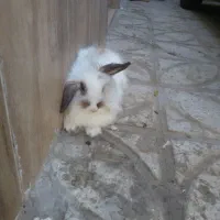 خرگوش فروشی|موش و خرگوش|خلیل آباد, |دیوار