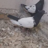 کبوتر سینهای|پرنده|شاهنجرین, |دیوار