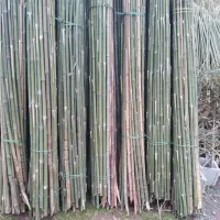 پای نهال بامبو|گل و گیاه طبیعی|فومن, |دیوار