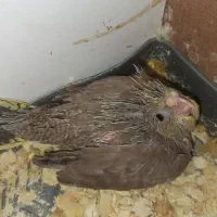 2عدد جوجه عروس هلندی
