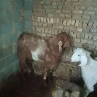 نربز|حیوانات مزرعه|مشهد, مقصود آباد|دیوار