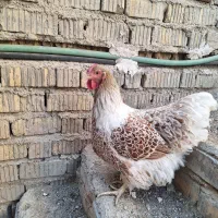 مرغ و خروس ویاندوت