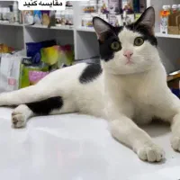 قـلـقـلـی گمـشــده (گـربه)