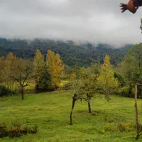 بهشت واقعی اینجاست ۵۰۰مترزمین کوهپایه جنگلی بکر