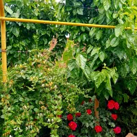 باغ ویلا 1000 متری سرسبز قلعه سفید گلدشت نجفآباد|فروش خانه و ویلا|اصفهان, شاه پسند|دیوار