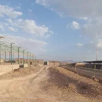 فروش گاوداری8000متری باپروانه120راسی(60مولد)بردسیر|فروش دفتر صنعتی، کشاورزی، تجاری|بردسیر, |دیوار