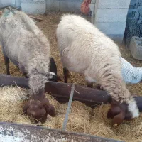 میش وبره دوعدد