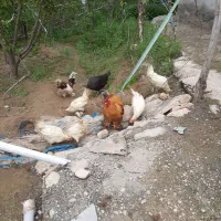 خروس برهما،پاپر