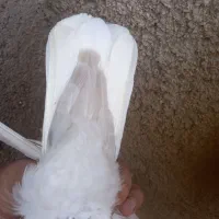 کبوتر ماده|پرنده|شیراز, آزادگان|دیوار