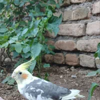 عروس هلندی ابلغ